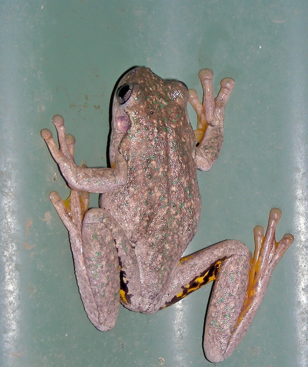 speckled frog