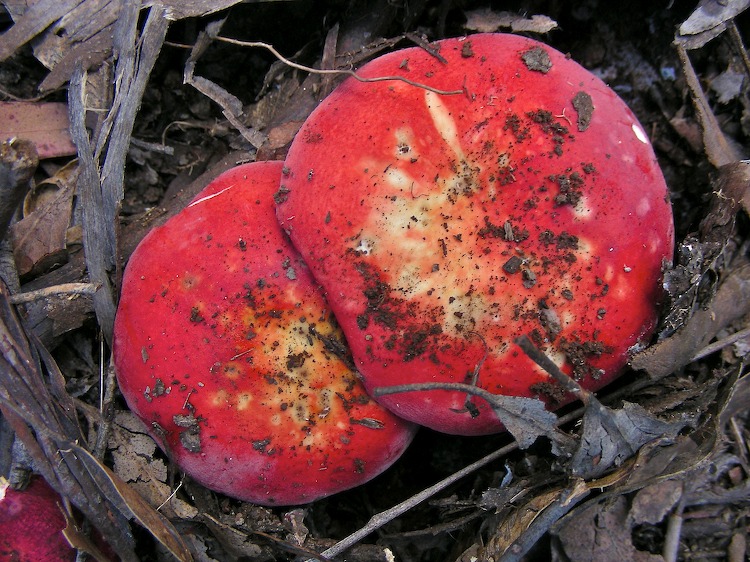 Red mushroom cap « lookANDsee