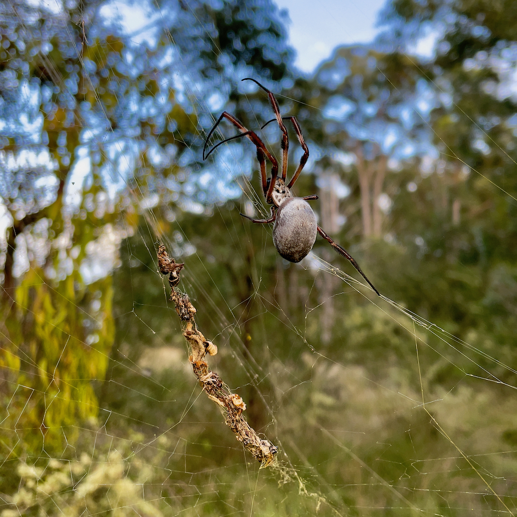 Spider in its web with a string of its old prey nearby. The spider looks poised to spring at its next victim.