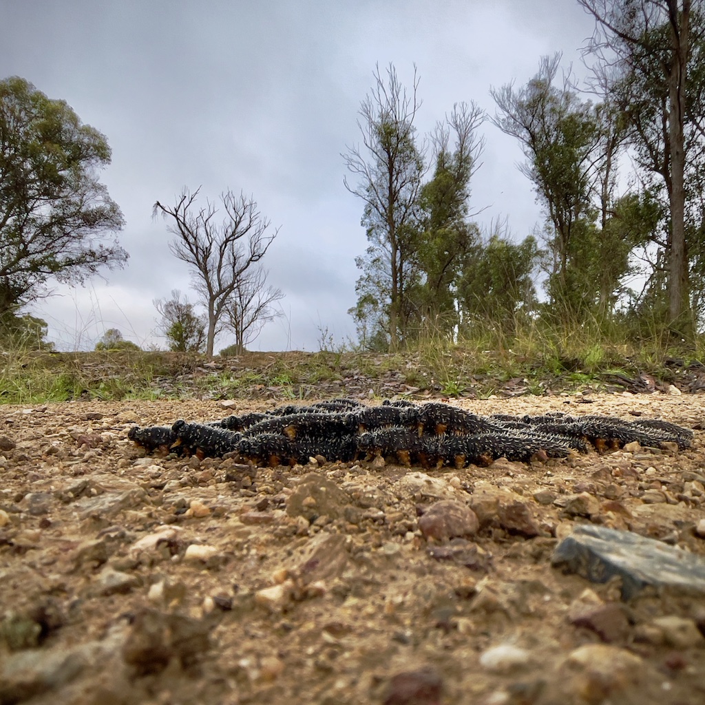 Sawfly larvae in the foreground on a gravel road, trees in the background.